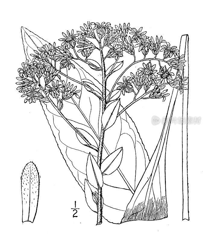 古植物学植物插图:Solidago rigida，僵硬的金杆